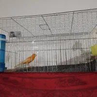 قناری نر پرتغالی روانی قرص قرص