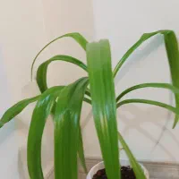 گل اشک ملکه