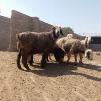 شیشک و میش بختیاری|حیوانات مزرعه|شیراز, بید زرد|دیوار