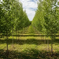 فرصت طلایی سرمایه‌گذاری سبز با صـنــوبرهای پربازده