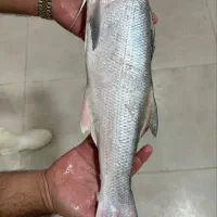 یادگار جنوب|ماهی|آبادان, |دیوار
