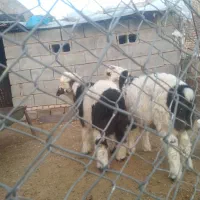 بره نر چاق|حیوانات مزرعه|گتوند, |دیوار