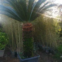 باغبانی هرس سم پاشی بریدن درختان بااره موتوری|خدمات باغبانی و درختکاری|شیراز, آزادگان|دیوار