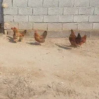 دو عدد مرغ تخم گذار