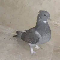۲ تا جوجه کفتر تزیینی