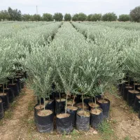 نهال زیتون با تخفیف فوق‌العاده|خدمات باغبانی و درختکاری|نهاوند, |دیوار