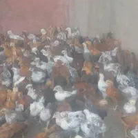 جوجه گلپایگان محلی بزرگ ۱۹۰ عکس همینا هستن