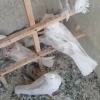 جوجه کفتر سرور کاکلی پاپر|پرنده|کرج, شهرک فهمیده|دیوار