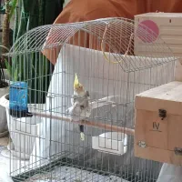 عروس هلندی|پرنده|شیراز, شهرک گلستان|دیوار