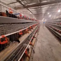 قفس مرغ تخمگزار