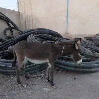 الاغ یا خر یک ساله ماده|حیوانات مزرعه|خاوران, |دیوار