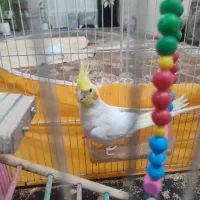 عروس هلندی ومرغ عشق