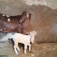 بز وبزغاله پاکستانی