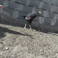 خروس لاری|حیوانات مزرعه|مهریز, |دیوار