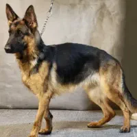 سگ ژرمن ماده