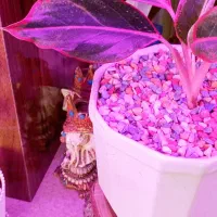 چراغ خطی الیدی رشد گیاه پر نور|لامپ و چراغ|ارومیه, |دیوار