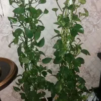 دسته گل عروس/گل مصنوعی وطبیعی|گل و گیاه طبیعی|تهران, شهران جنوبی|دیوار