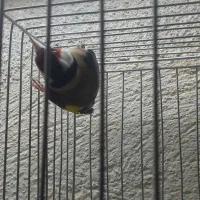 سهره نره پاییزه