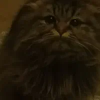 گربه‌ی اسکاتیش لانگ هیر