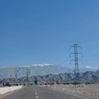 کبوتر پلاکی