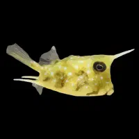 ماهی آبشور صیاد غواص|ماهی|چابهار, |دیوار