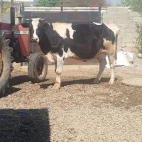 گاو هلشتاین اصیل شکمدار