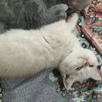 اسکاتیش فولد و استریت دو سر شجره فول|گربه|بیرجند, |دیوار