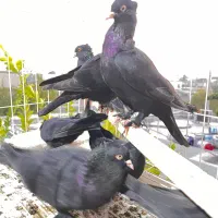 کفتر زاغ کلاهی پا پر|پرنده|بندرعباس, |دیوار