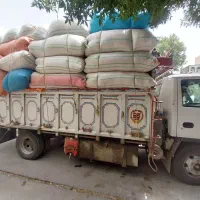 کاه لوبیا مخصوص گوسفند داشتی و پرواری