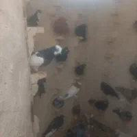 کفتر دورگ وبهبهانی