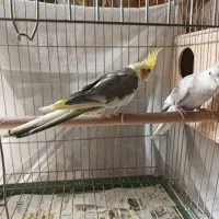 عروس هلندی|پرنده|شیراز, شهرک گلستان|دیوار