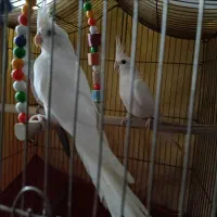 عروس هلندی آلبینو اصل|پرنده|پیشوا, |دیوار