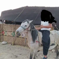 1عدد مادیان چهارسال7ماه آبستن با 1کره نرشجره دار|اسب و تجهیزات اسب‌سواری|کرمانشاه, |دیوار