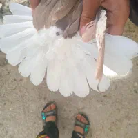 کبوتر|پرنده|بیرجند, |دیوار