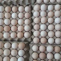 تخم مرغ رسمی گلپایگان،جونیور،دوزرده ،بلدرچین وغیره|خوردنی و آشامیدنی|یزد, |دیوار