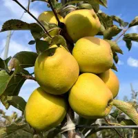 ارائه نهال صنوبر ونهالهای میوه|خدمات باغبانی و درختکاری|اردبیل, |دیوار