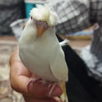 مرغ عشق پروانه ای کاکلی آلبینو نژاد دار|پرنده|قم, شاه سید علی|دیوار