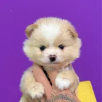 سگ‌پامرانین خرسی نر ۳ماهه مینیاتوری جیبی