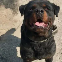 سگ روت وایلر