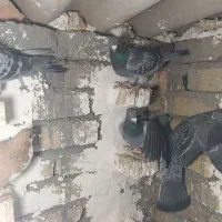 پلاکی|پرنده|بوئین زهرا, |دیوار