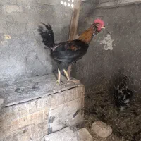 دوتا جوجه خروس گلین