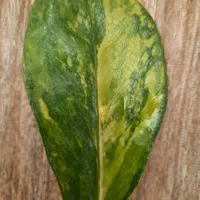 زاموفیلیا ابلق