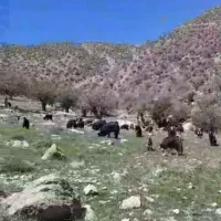 فروش بز کهره دار و چپش