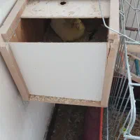 عروس هلندی مولد با قفس