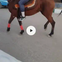 مادیان ۵ ساله ابستن