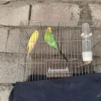 جفتی مرغ عشقوقناری دستی