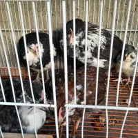 فروش جوجه گلین ۴۰ روزه|حیوانات مزرعه|قائمشهر, |دیوار