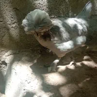 مرغ لهستانی|حیوانات مزرعه|تبریز, |دیوار