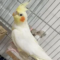 عروس هلندی نر و ماده