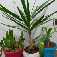 فروش گل های طبیعی